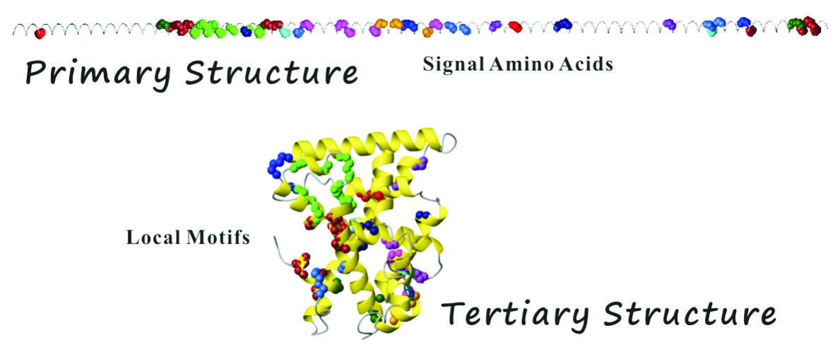 The folding mechanism and the agonism and atagonism mechanism of the ligand-binding domain in the nuclear receptor superfamily