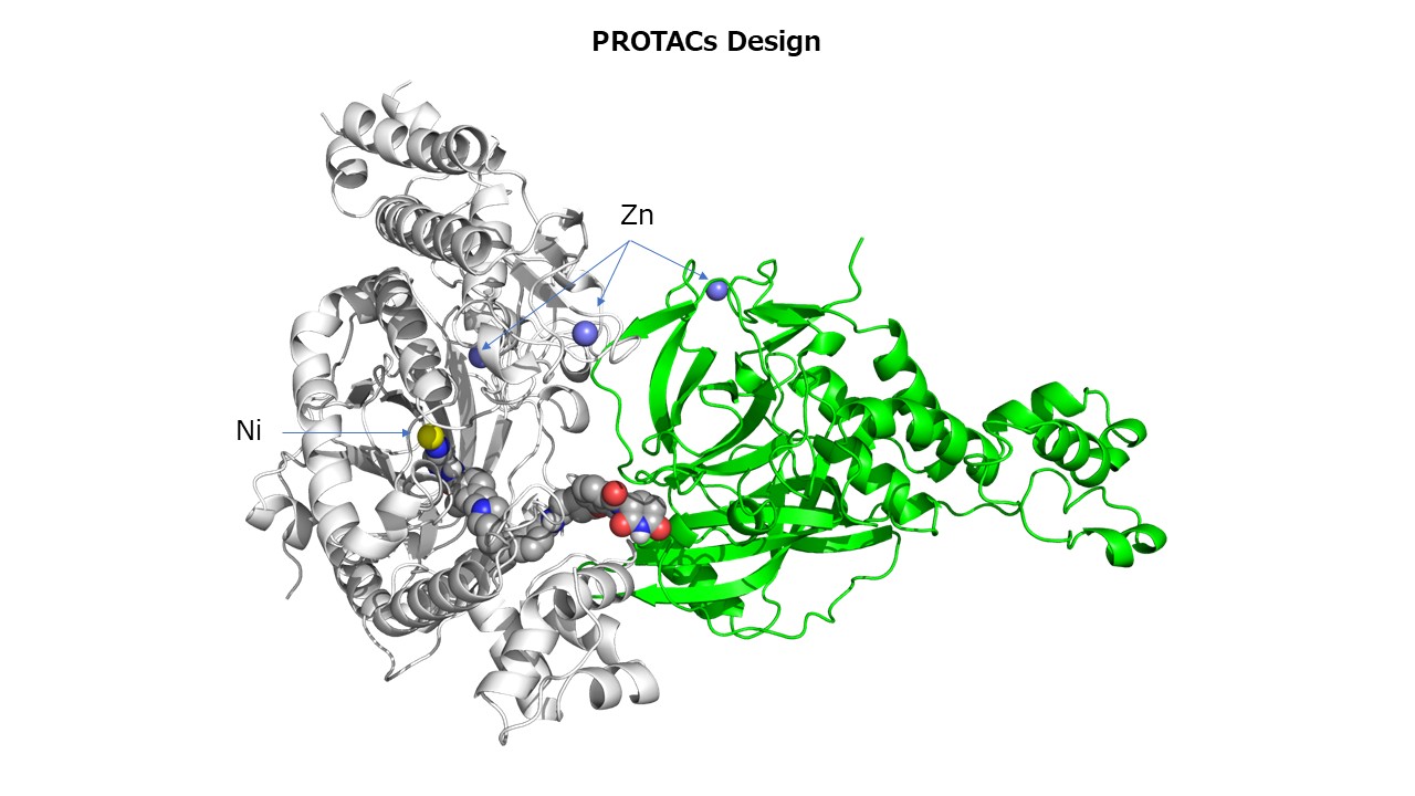 PROTACs�̕��q�݌v�A3�̊ԃh�b�L���O�ɂ�錋���l���\��