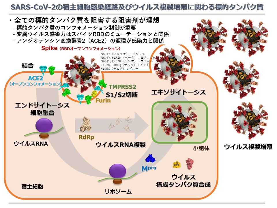 新型コロナウイルスの主要感染経路を阻害