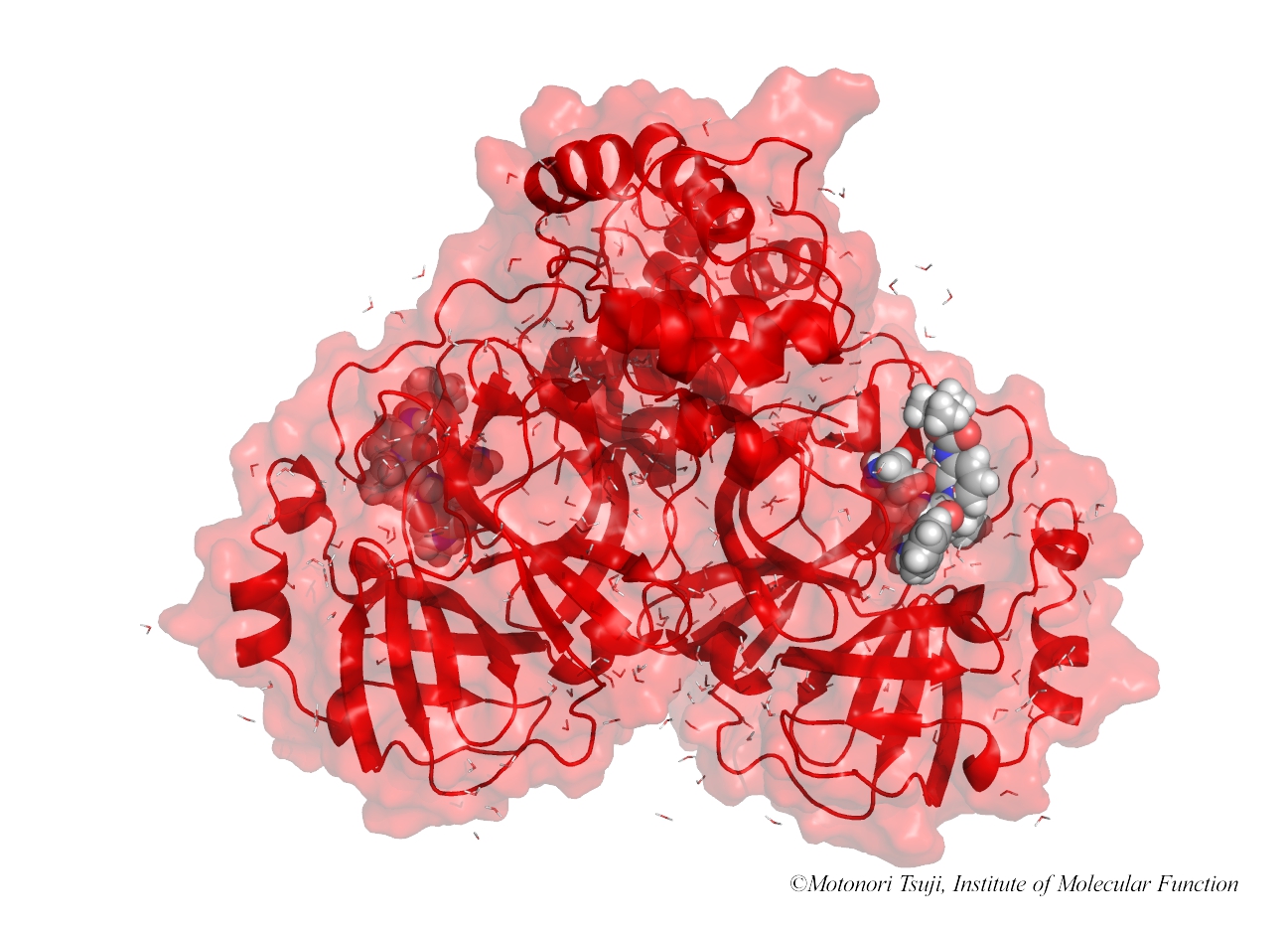 V^RiECXiSARS-CoV-2, 2019-nCoV)̃z2ʑ̍\