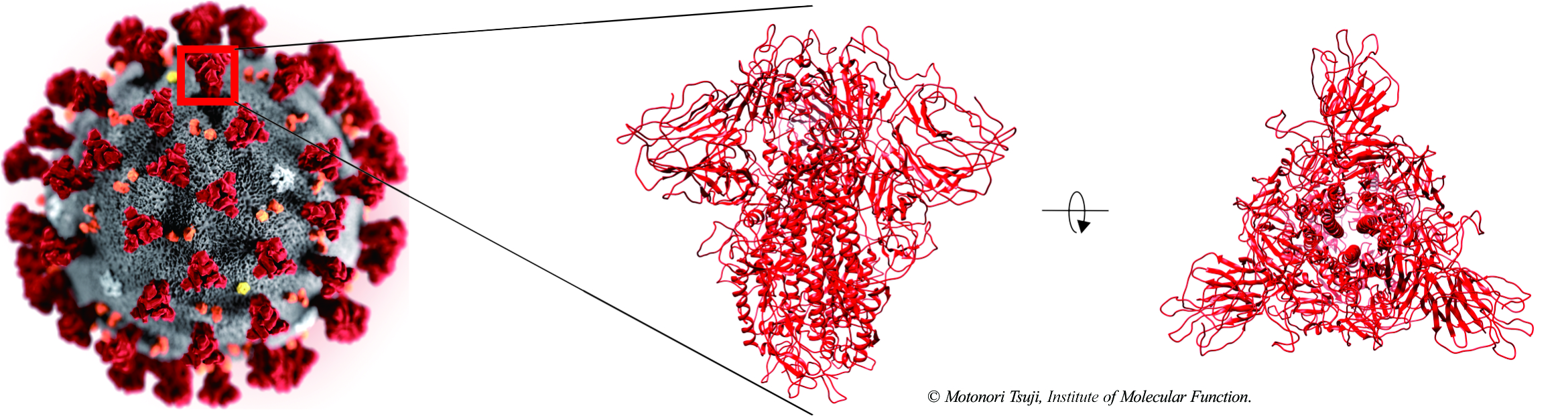 Antibody design for novel coronavirus envelope glycoprotein