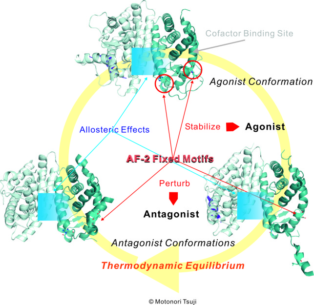 Antagonist AF-2 Fixed Motif Perturbation Mechanism