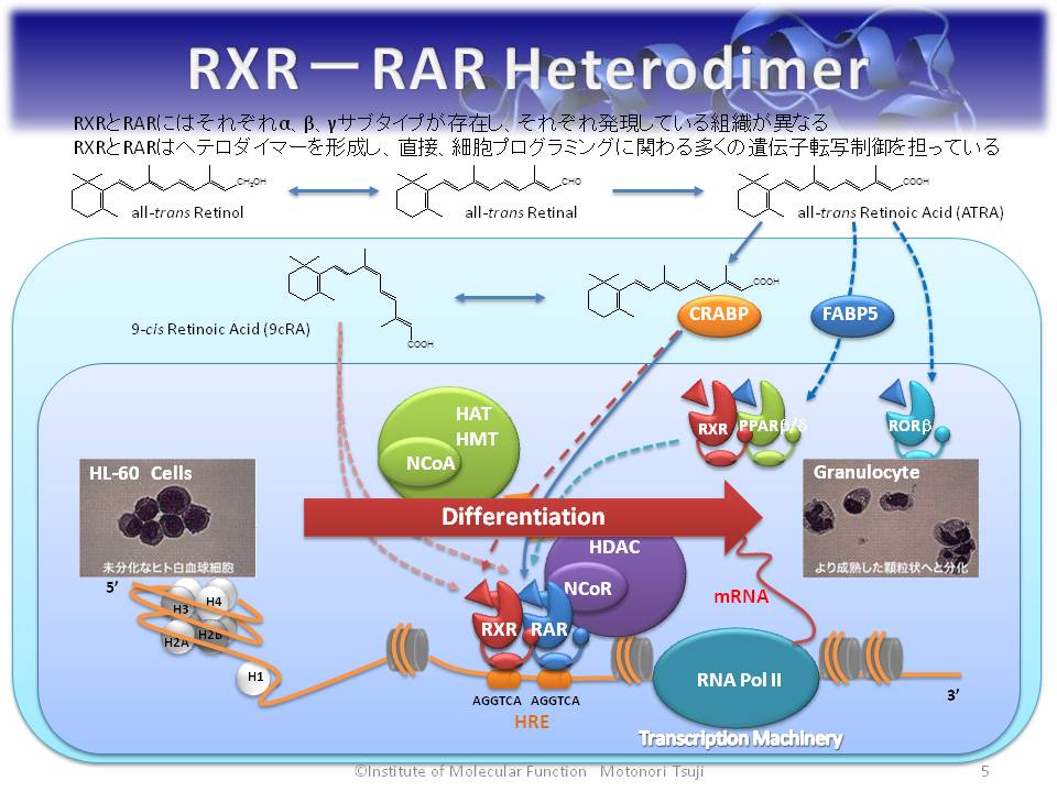 Prediction for Novel Mechanism of ATRA